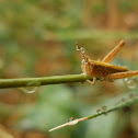 Grasshopper
