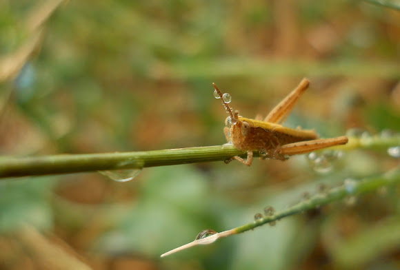 Spotting Image 1