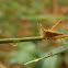 Grasshopper
