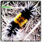 Spotted Tussock Moth Caterpillar