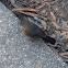 Rockwarbler