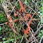 slime mold fruiting bodies