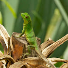 Juvenile Black Spiny-Tailed Iguana