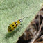 Spotted Cucumber Beetle