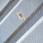 Cat-faced spider