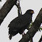 Mangrove black hawk