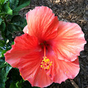 Hibiscus