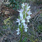Roman Dactylorhiza