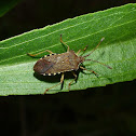 Lygaeid Bug