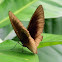 butterfly
