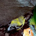 American Goldfinch
