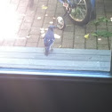 Blue jay