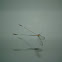 Spoon-wing Lacewing