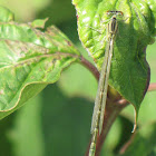 Damselfly