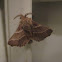 Eastern Tent Caterpillar Moth (Male)