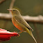 orange-crowned warbler