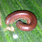 Millipede