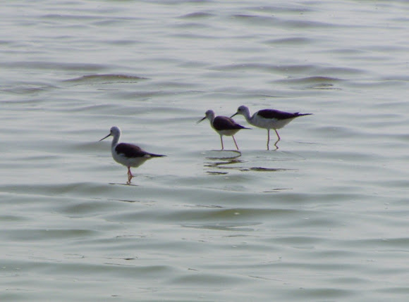 Spotting Image 1