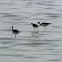 Black-winged Stilt