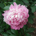 Peony