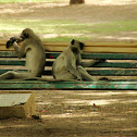 Gray langur