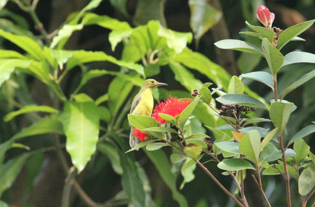 Olive-backed Sunbird