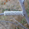 Moth Eggs