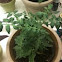 Better bush tomato plant