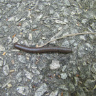 Worm millipede