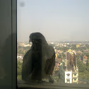 Black Kite