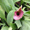 Calla Lilly