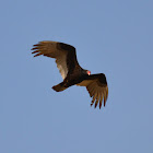 turkey vulture