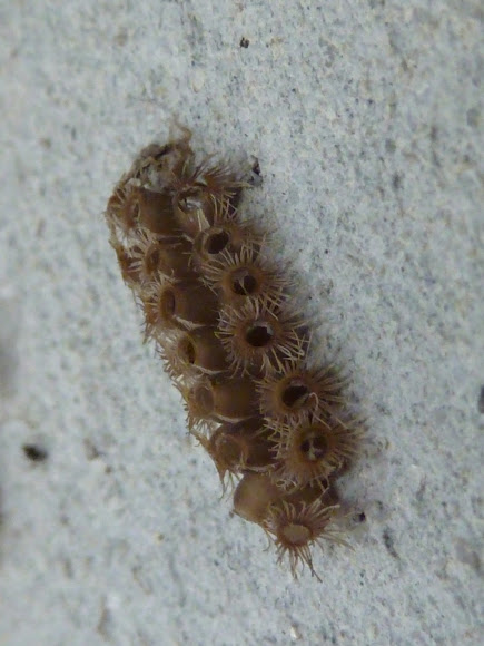 Spotting Image 1