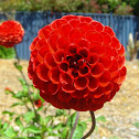 Red flower
