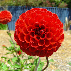Red flower