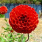 Red flower