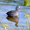 American Coot