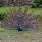 Common Peafowl