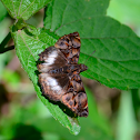 Cryptic skipper
