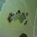 Pipevine Swallowtail Caterpillar