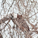 Great Horned Owl