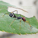 The Black Ant Mimicking Spider