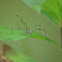 Daddy longleg
