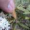 Labrador tea