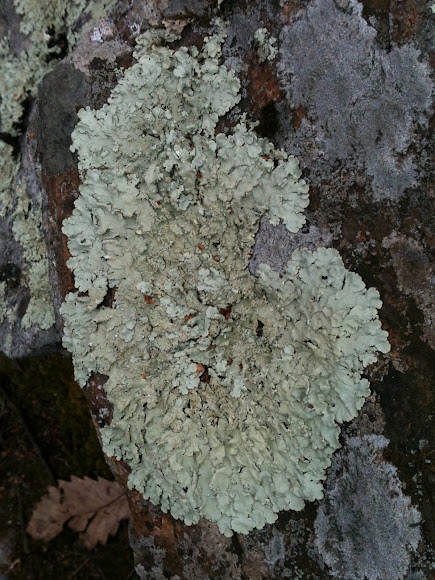 Spotting Image 1
