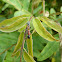 Antmimicking Spider