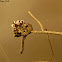 Common marmoset