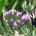 Zebra Swallowtail
