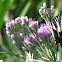 Zebra Swallowtail