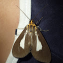 Snouted Tiger Moth